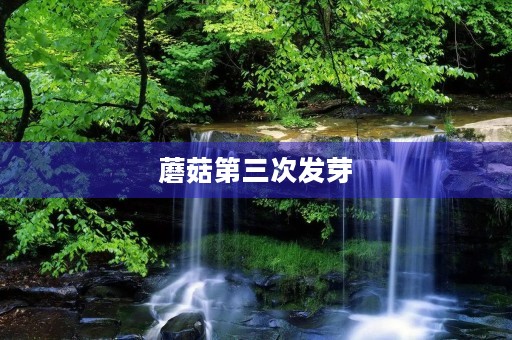 蘑菇第三次发芽