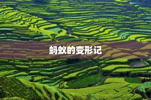 蚂蚁的变形记