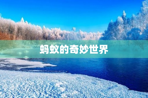 蚂蚁的奇妙世界