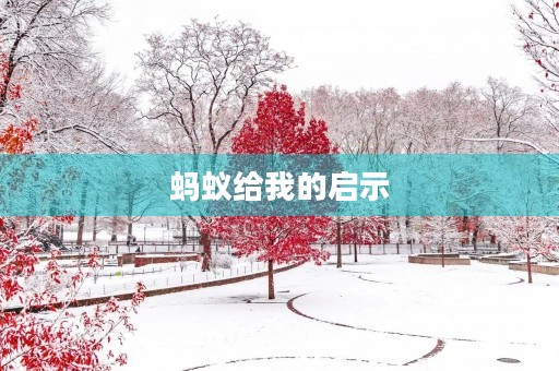 蚂蚁给我的启示