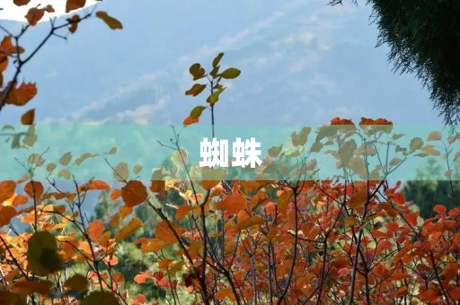 蜘蛛
