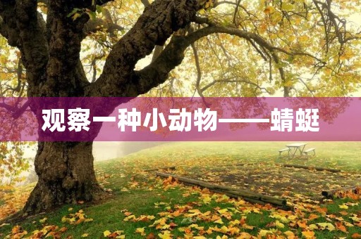 观察一种小动物——蜻蜓