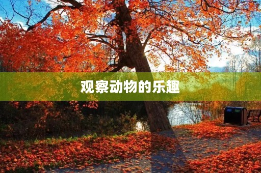 观察动物的乐趣