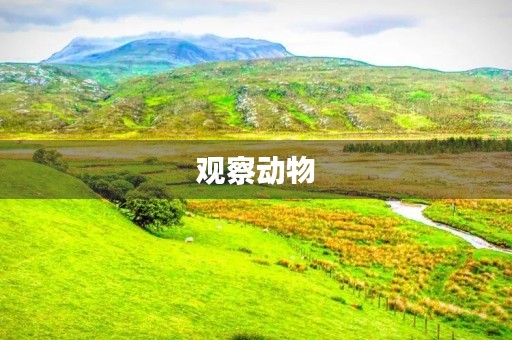观察动物 观察动物