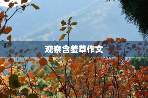 观察含羞草作文 观察含羞草作文