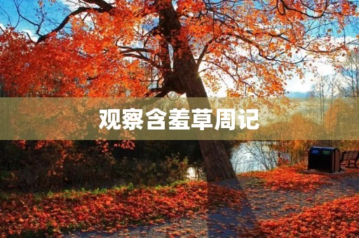 观察含羞草周记 观察含羞草周记