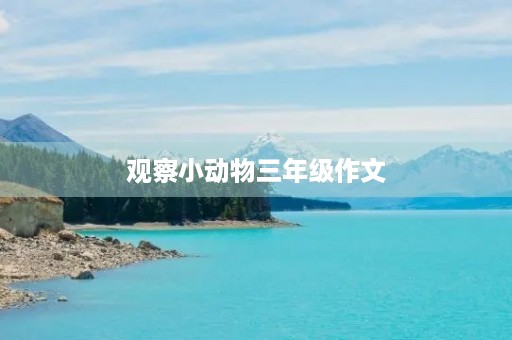 观察小动物三年级作文 观察小动物三年级作文