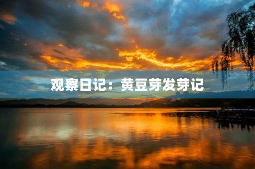 观察日记:黄豆芽发芽记 观察日记:黄豆芽发芽记
