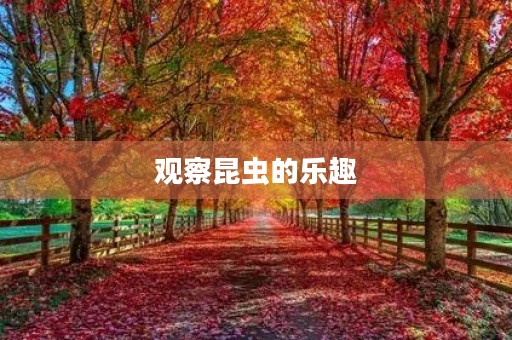 观察昆虫的乐趣