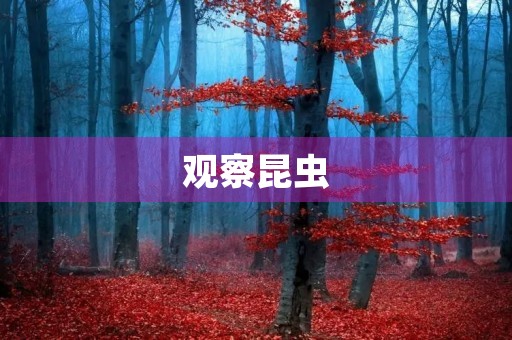 观察昆虫