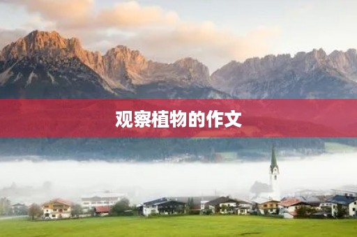 观察植物的作文