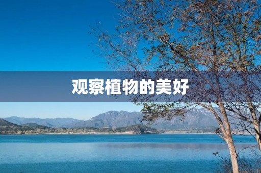 观察植物的美好