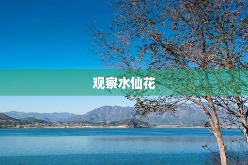 观察水仙花