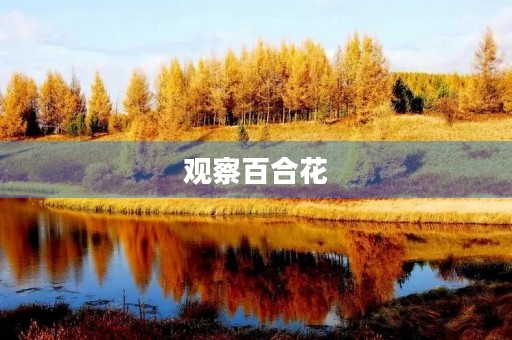 观察百合花 观察百合花