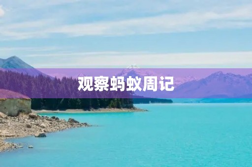 观察蚂蚁周记