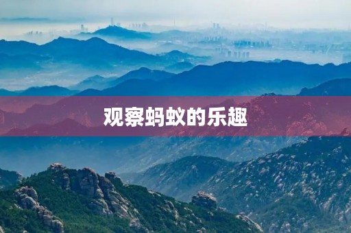 观察蚂蚁的乐趣 观察蚂蚁的乐趣