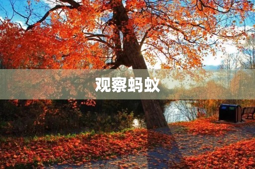 观察蚂蚁 观察蚂蚁
