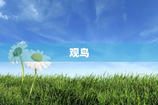 观鸟