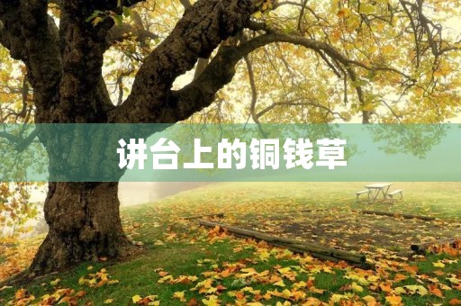 讲台上的铜钱草