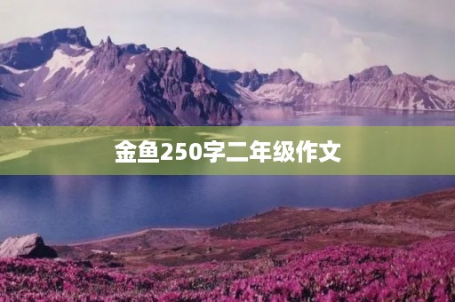 金鱼250字二年级作文