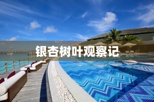 银杏树叶观察记