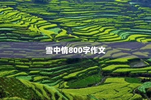 雪中情800字作文 雪中情800字作文