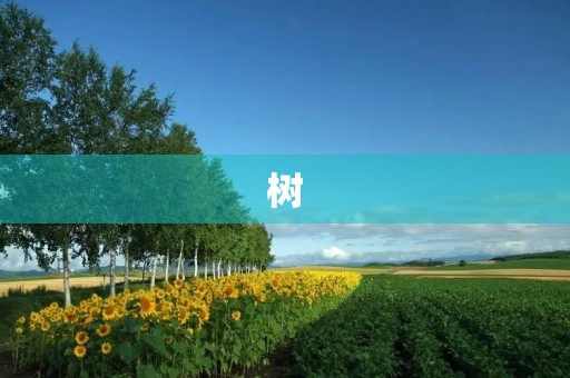  树，大自然的伟大造物 