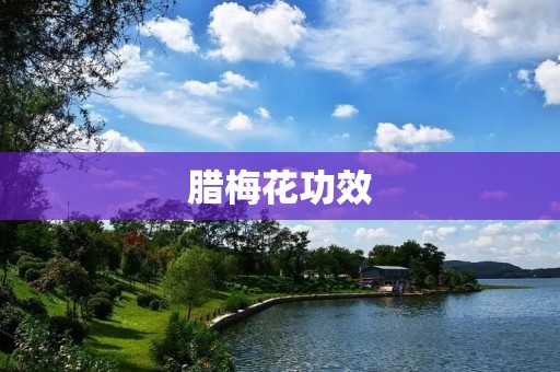 腊梅花功效:美容养颜,防感冒,舒缓情绪 腊梅花功效:美容养颜,防感冒,舒缓情绪