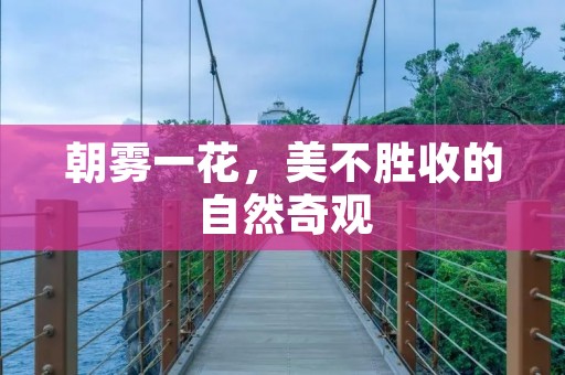 朝雾一花,美不胜收的自然奇观 朝雾一花,美不胜收的自然奇观