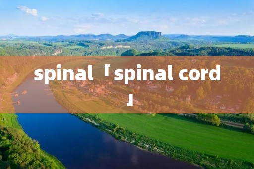 spinal「spinal cord」 spinal「spinal cord」