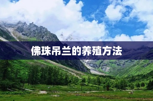 佛珠吊兰的养殖方法