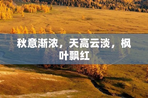 秋意渐浓,天高云淡,枫叶飘红