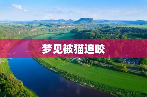梦见被猫追咬:暗示你需要面对自己的内心问题