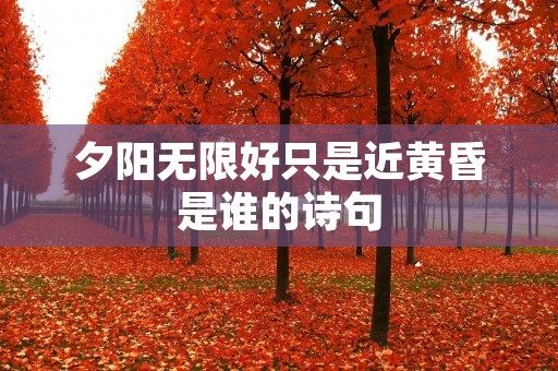 夕阳无限好只是近黄昏是谁的诗句 夕阳无限好只是近黄昏是谁的诗句