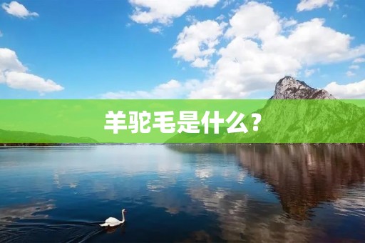 羊驼毛是什么？
