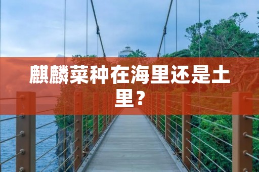 麒麟菜种在海里还是土里?