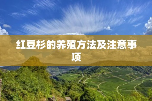 红豆杉的养殖方法及注意事项
