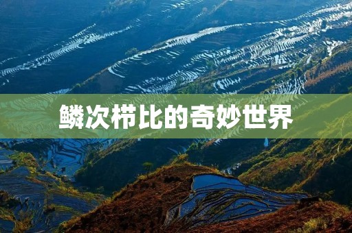 鳞次栉比的奇妙世界