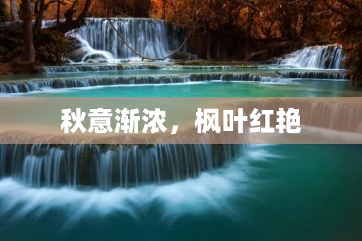 秋意渐浓,枫叶红艳