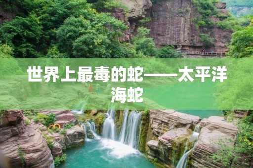 世界上最毒的蛇——太平洋海蛇
