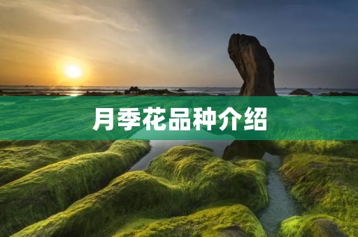 月季花品种介绍