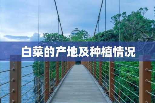 白菜的产地及种植情况