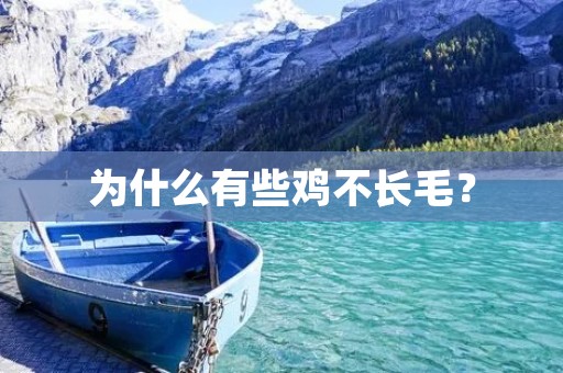 为什么有些鸡不长毛?