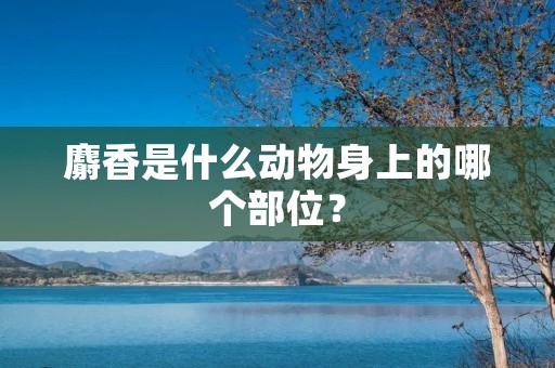 麝香是什么动物身上的哪个部位?