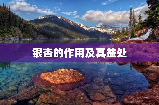 银杏的作用及其益处 银杏的作用及其益处