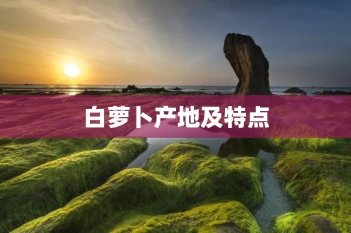 白萝卜产地及特点 白萝卜产地及特点