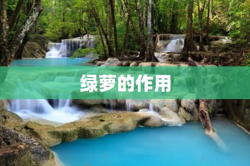 绿萝的作用