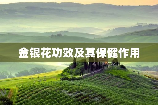 金银花功效及其保健作用