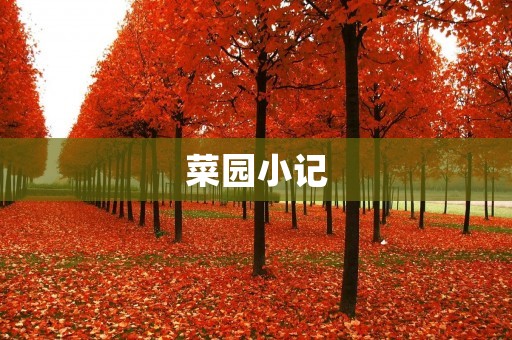 菜园小记:种植蔬菜的乐趣 菜园小记:种植蔬菜的乐趣