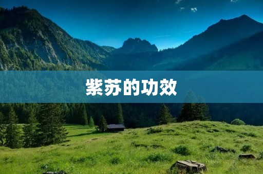 紫苏的功效：让你健康又美丽